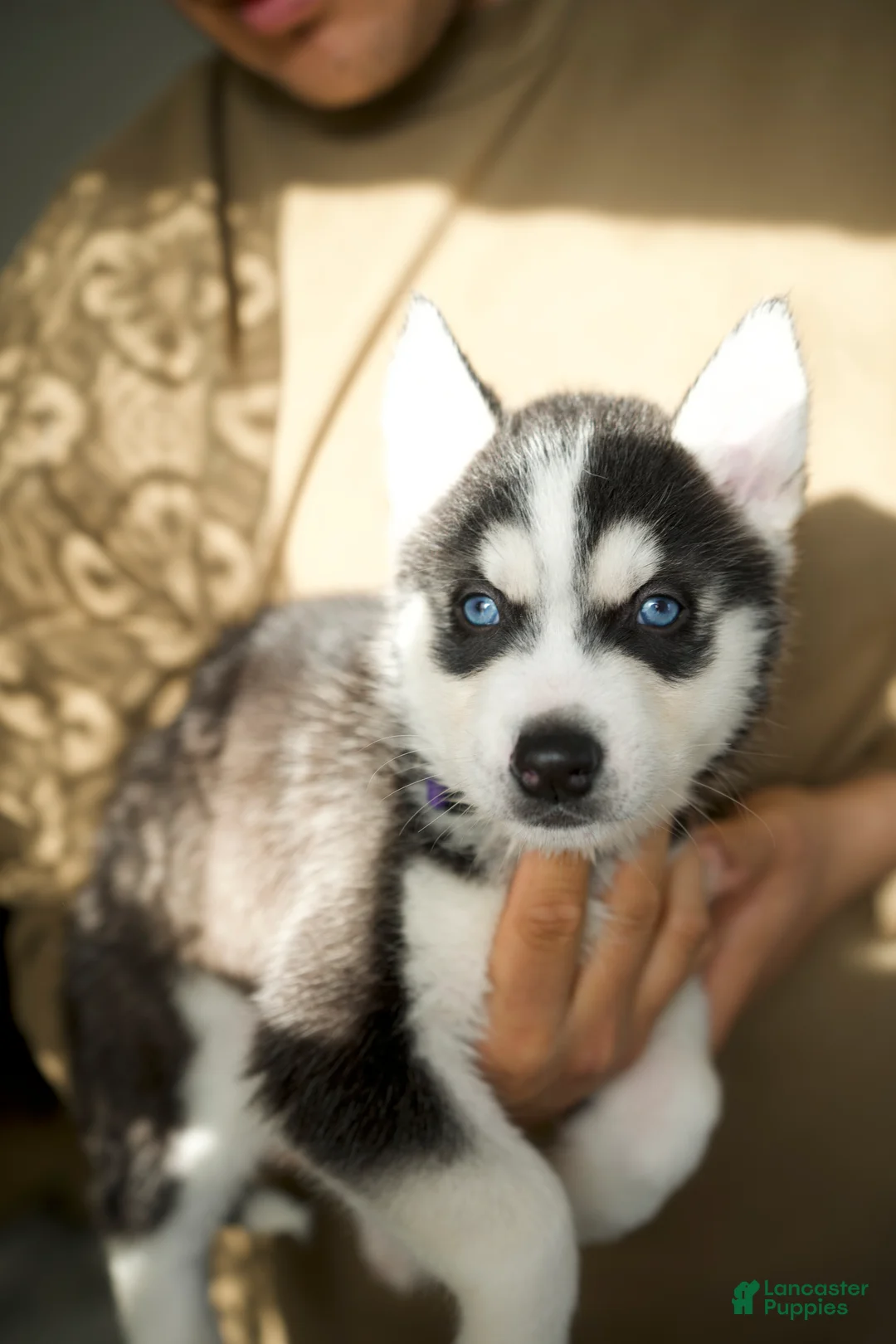 Mixed Breed dogs for sale: Thor - Ad 1