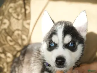 Mixed Breed dogs Thor - Ad 30