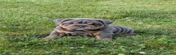English Bulldog dogs for sale: Shantell - Ad 4