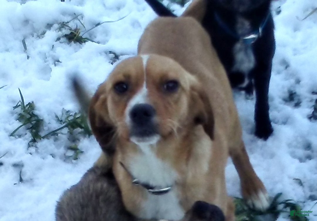 Mixed Breed dogs for sale:  Sheila - Ad 9