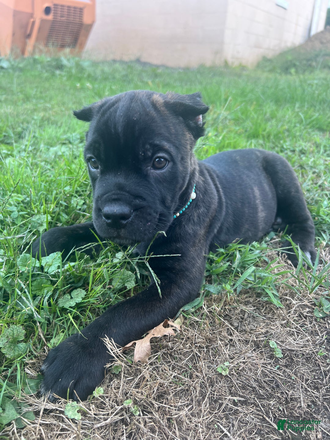 Cane Corso dogs for sale: Curry - Ad 14