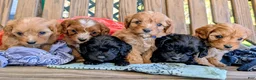 Cavapoo dogs for sale: EVEREST - Ad 9