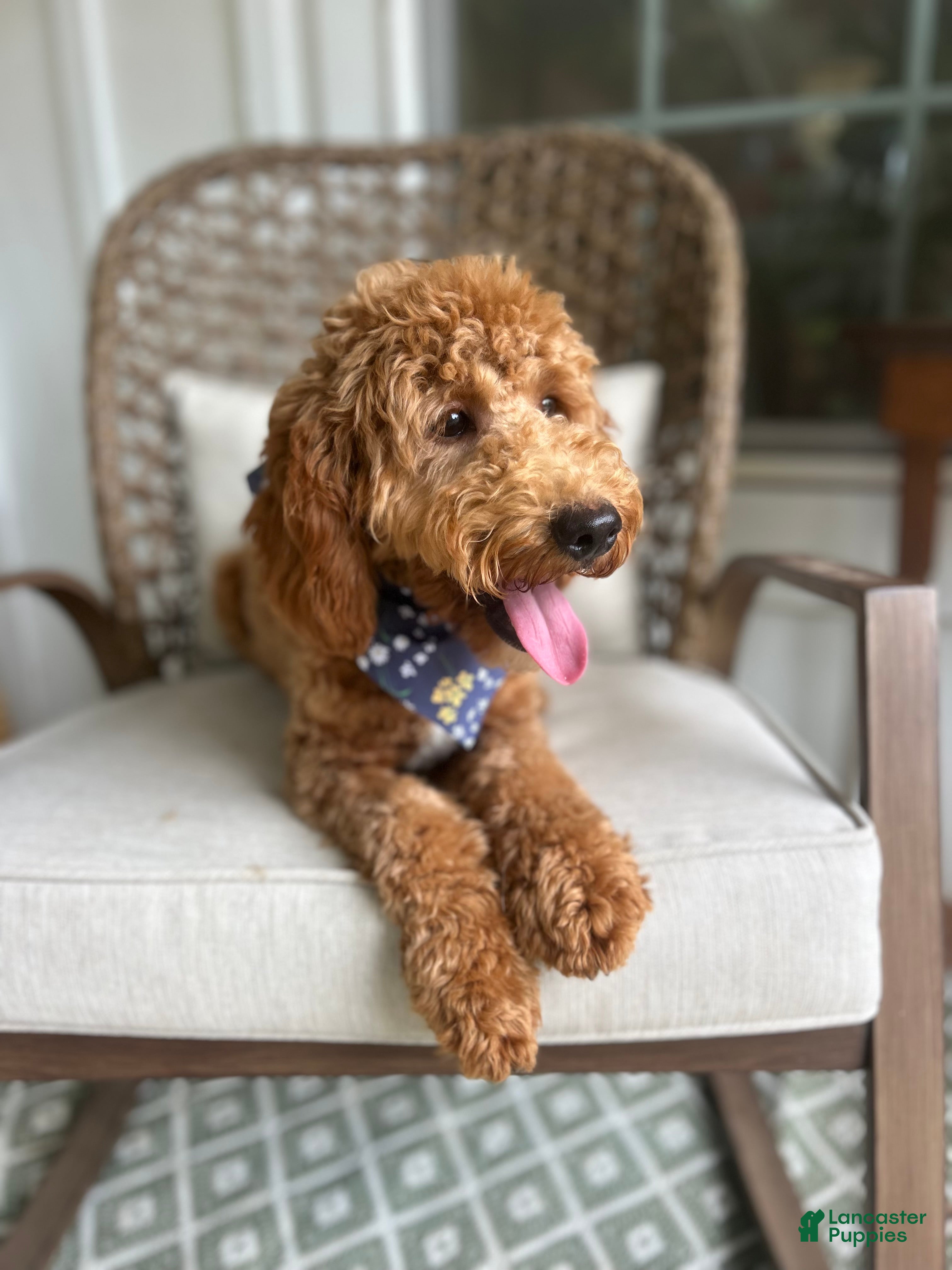 Double Doodle dogs Puppy 1 - Ad 2