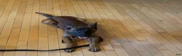 Belgian Malinois dogs for sale: Belgian Malinois 2 - Ad 2