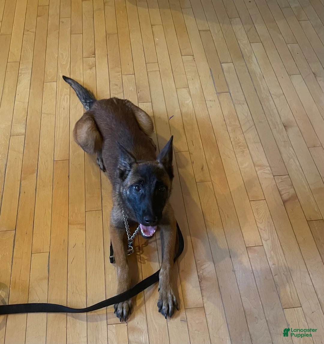 Belgian Malinois dogs for sale: Belgian Malinois 2 - Ad 2
