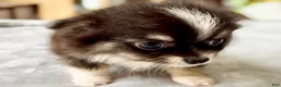 Chihuahua dogs for sale: Chihuahua Puppy 2 - Ad 3