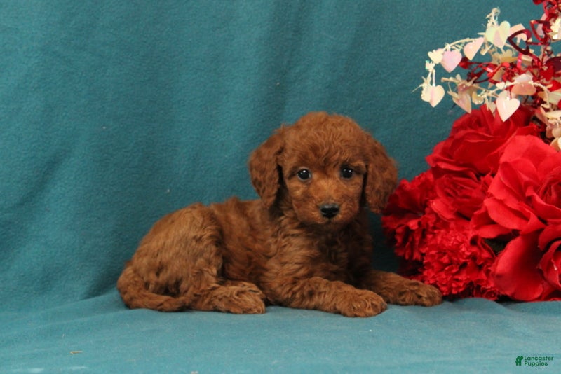 Mini Goldendoodle dogs Odelia - Ad 31