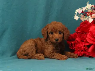 Mini Goldendoodle dogs Odelia - Ad 11