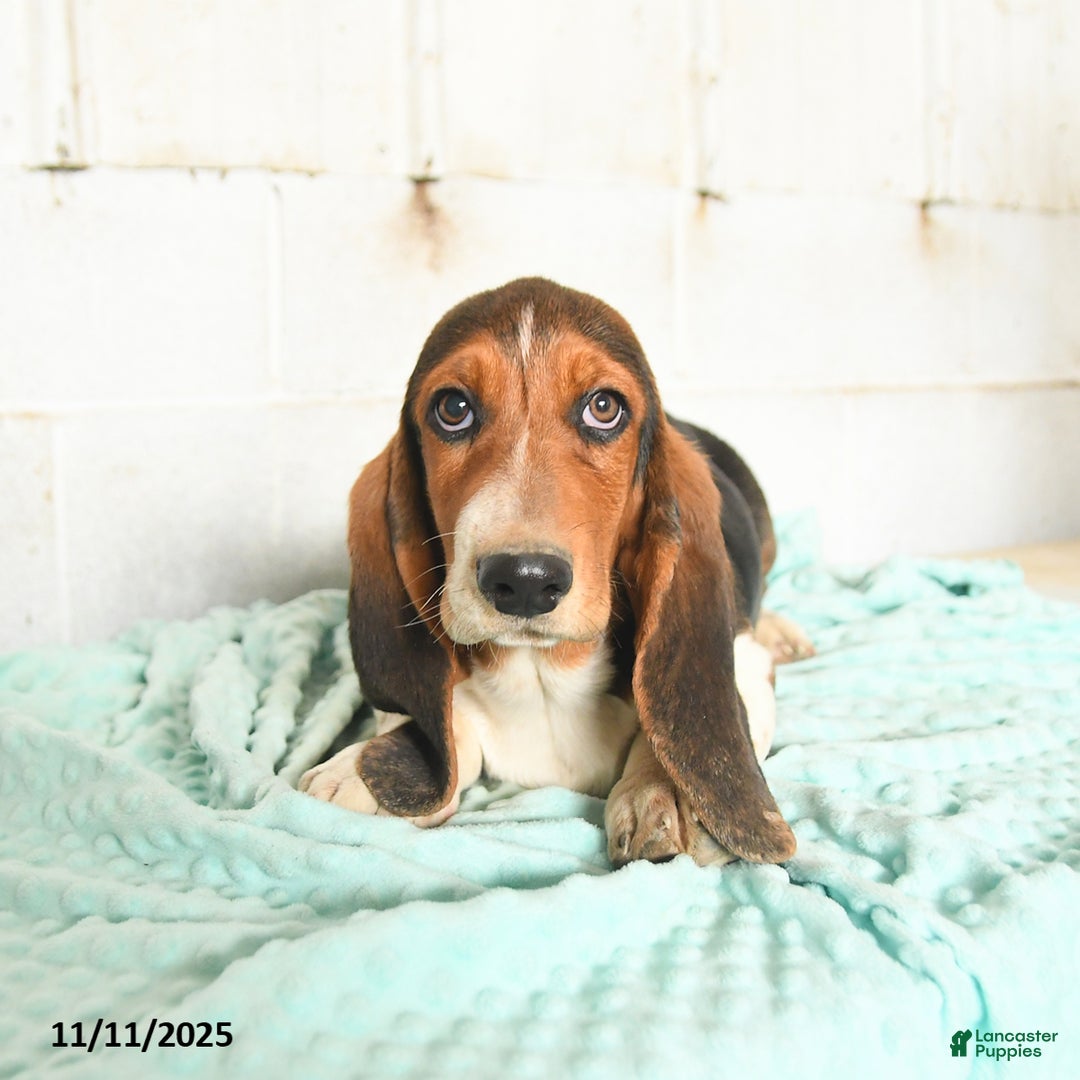 Basset Hound dogs for sale: Miles - Ad 2