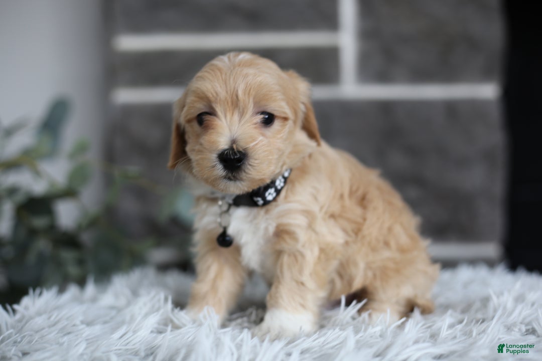Maltipoo dogs for sale: Milo - Ad 13