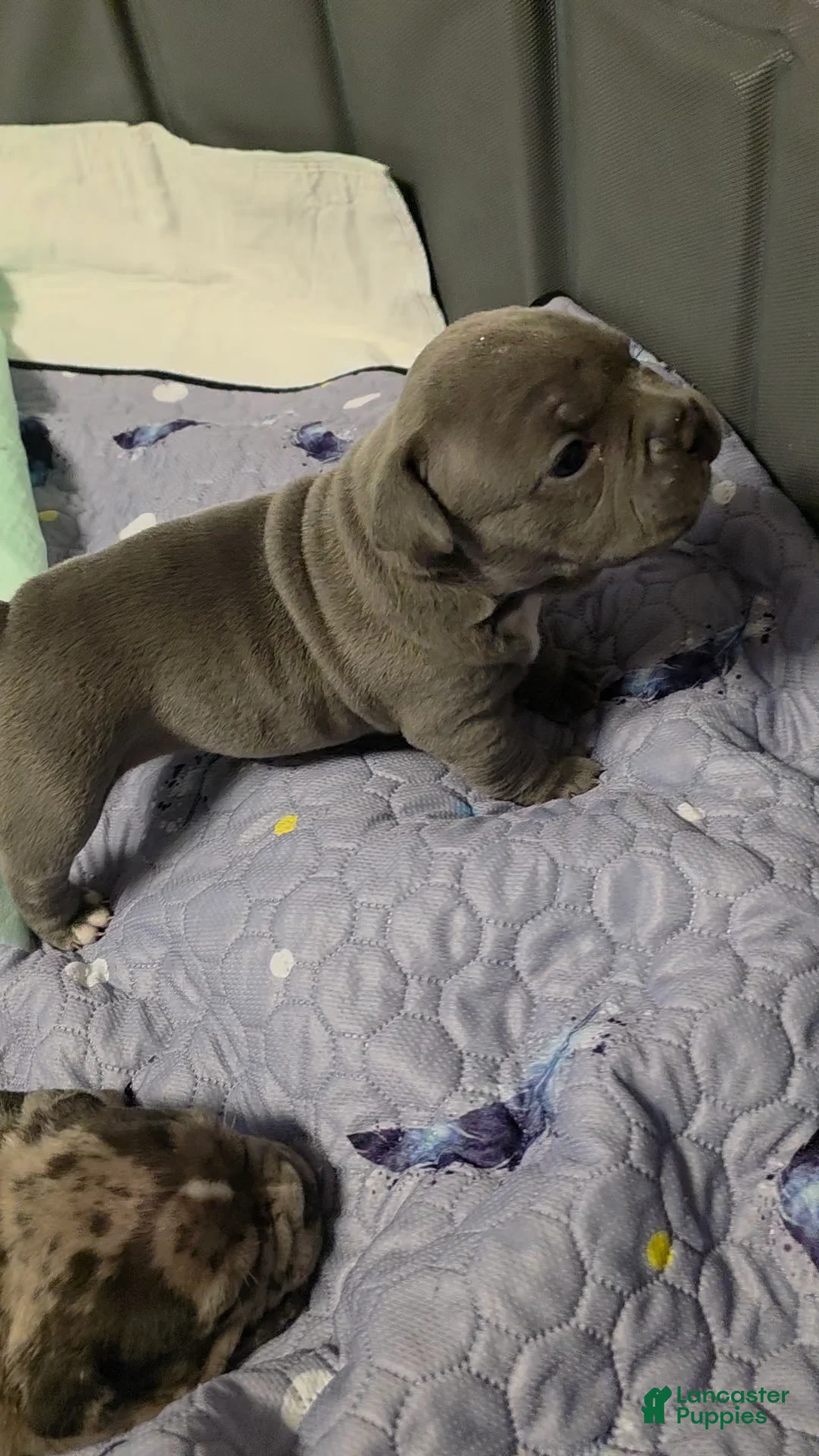 American Bully dogs for sale: Mercedes  - Ad 2