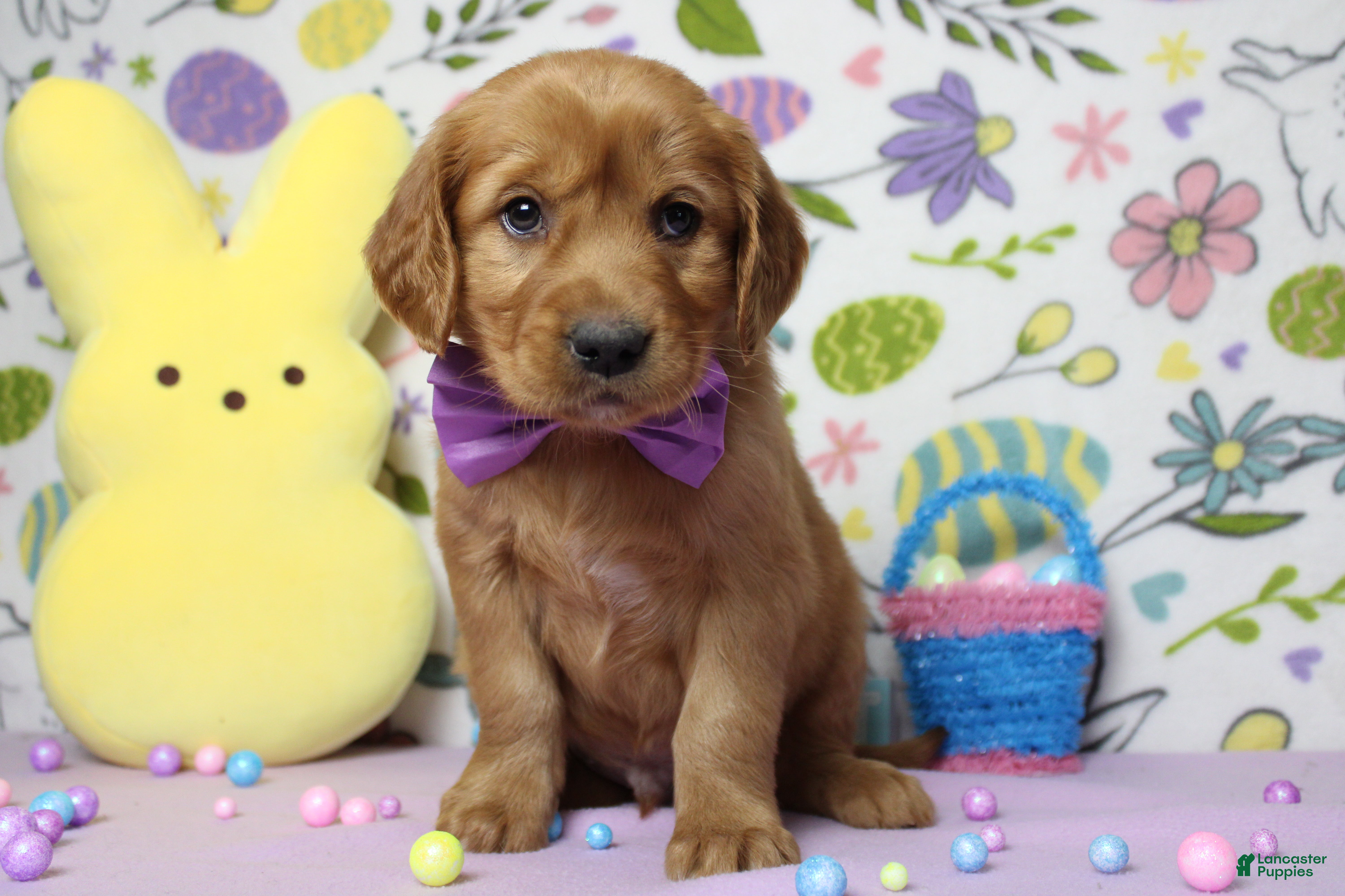 Golden Retriever dogs Chance - Ad 24