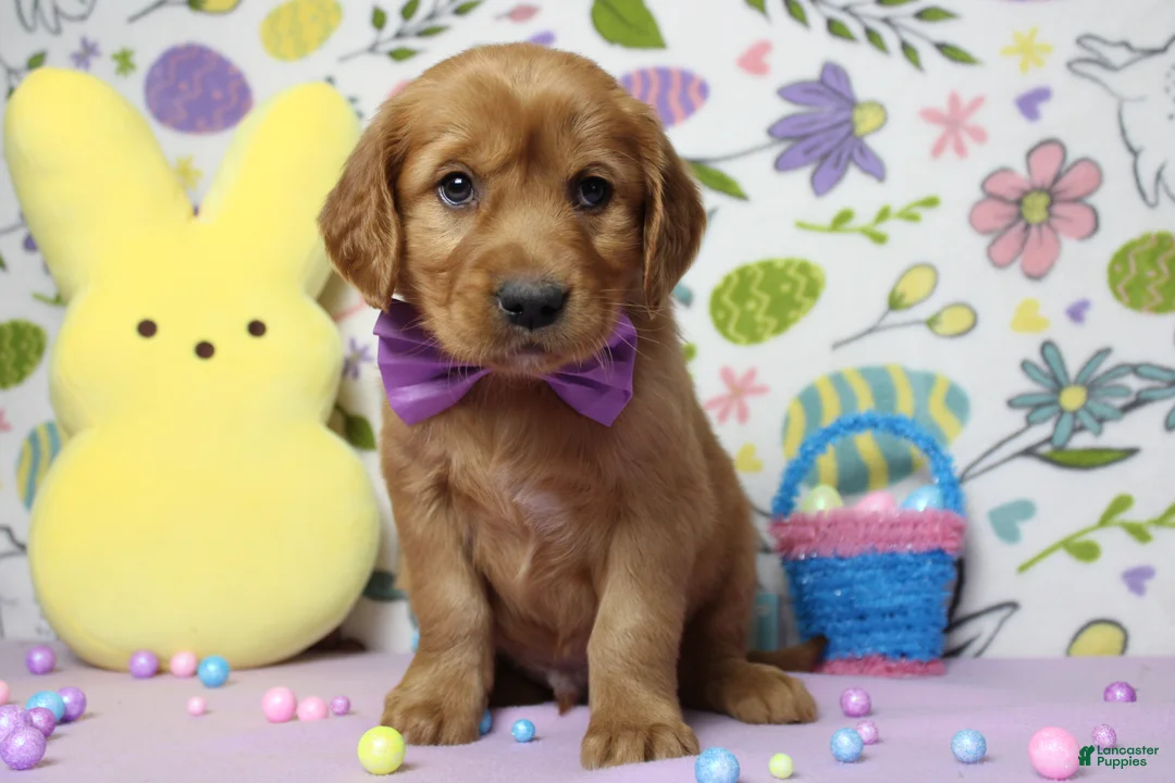 Golden Retriever dogs for sale: Chance - Ad 1