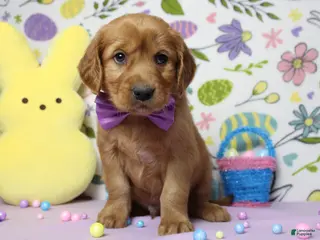 Golden Retriever dogs Chance - Ad 24