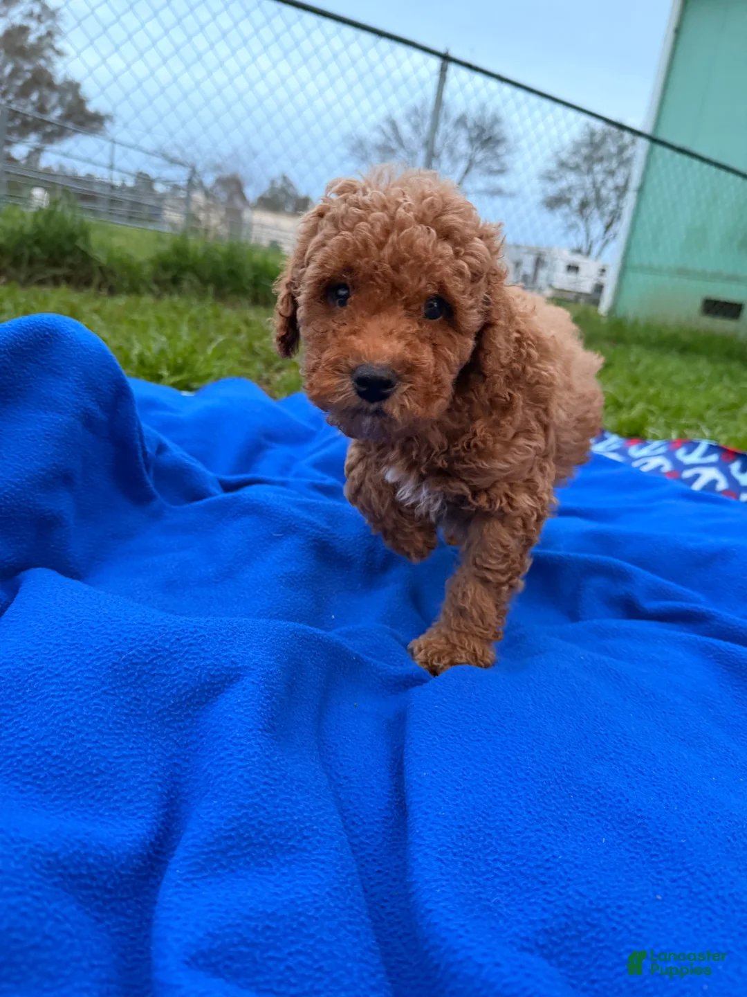 Mini Goldendoodle dogs for sale: Feliz - Ad 5