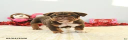 English Bulldog dogs for sale: Biscuit - Ad 3