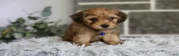 Yorkiepoo dogs for sale: Peanut - Ad 4