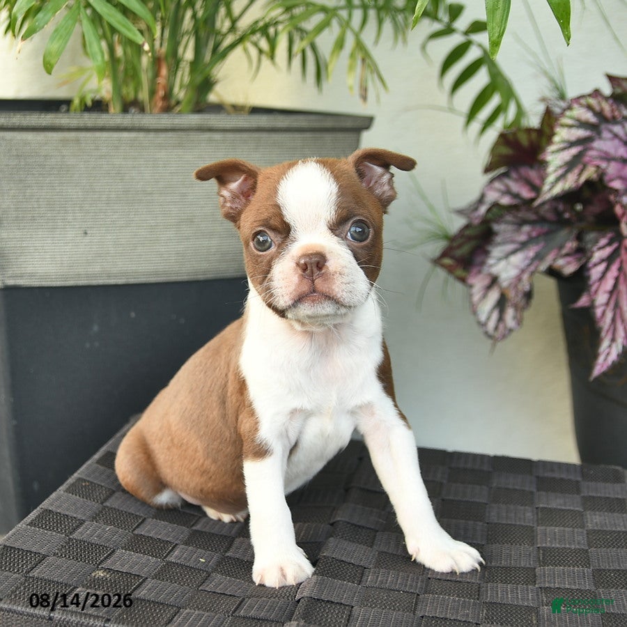 Boston Terrier dogs Whisper - Ad 1
