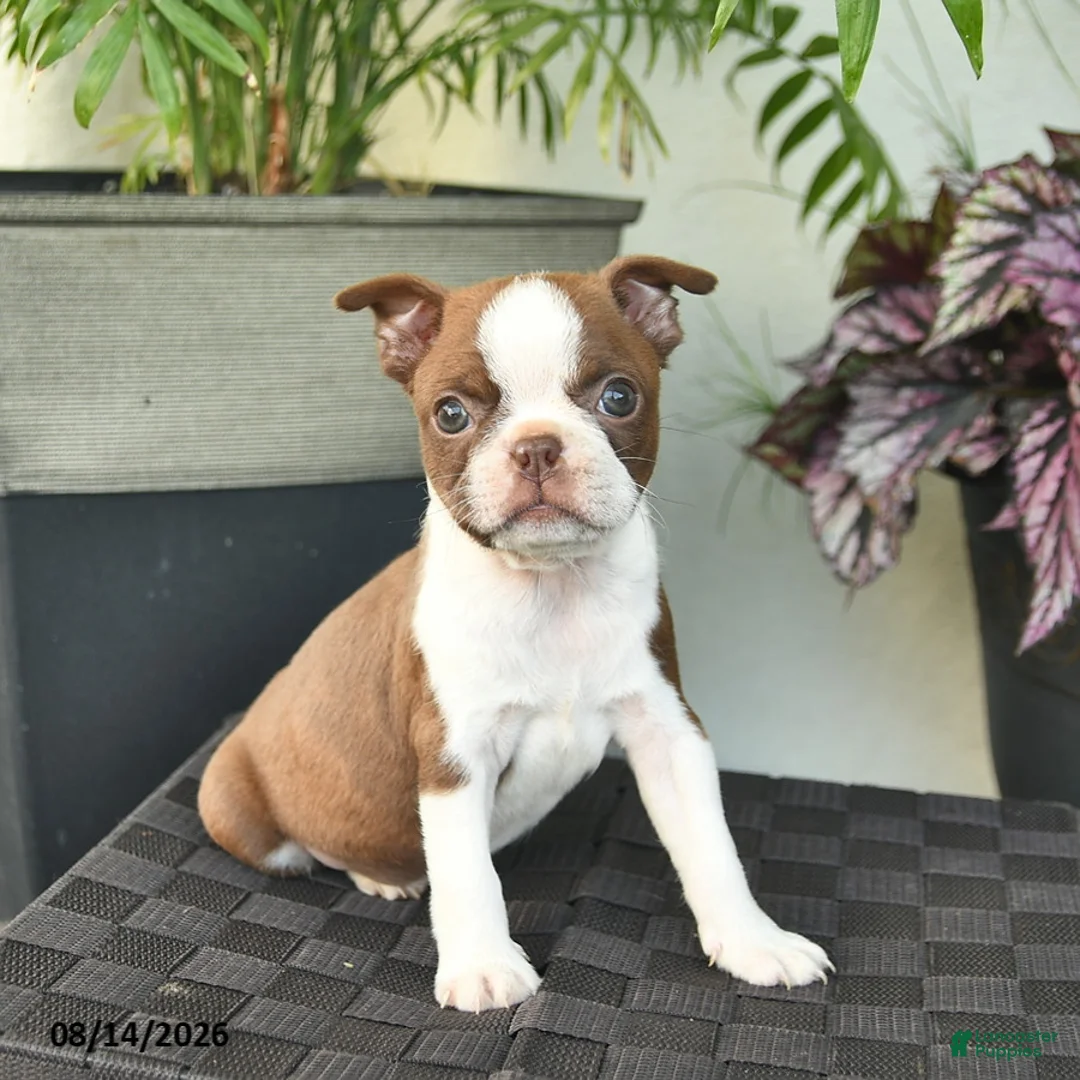 Boston Terrier dogs for sale: Whisper - Ad 1