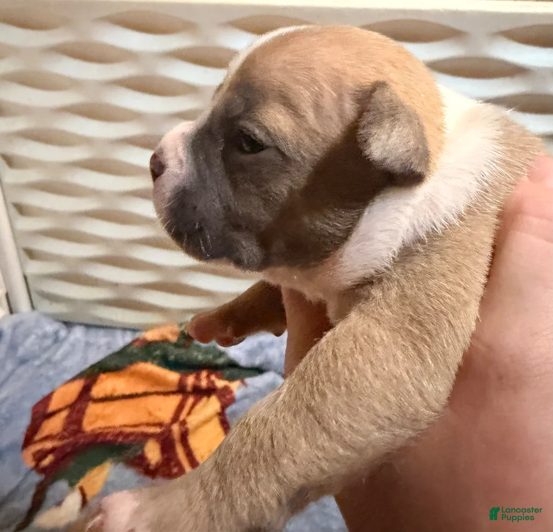 American Bully dogs for sale: Fawn female 3 - Ad 1