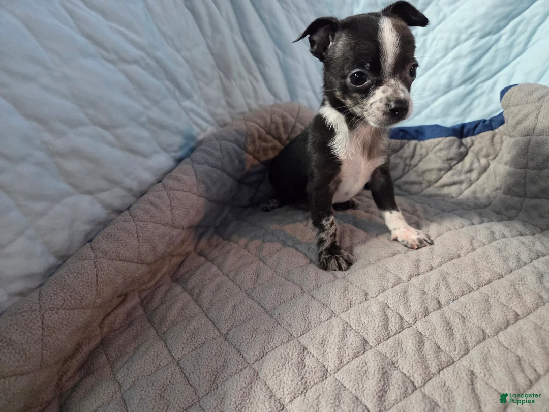 Chihuahua dogs for sale: Chihuahua 1 - Ad 2