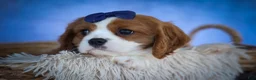 Cavalier King Charles Spaniel dogs for sale: Patches💙 - Ad 10