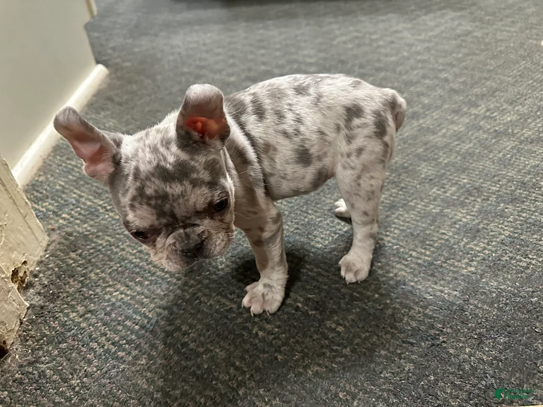 French Bulldog dogs for sale: French Bulldog - Ad 3