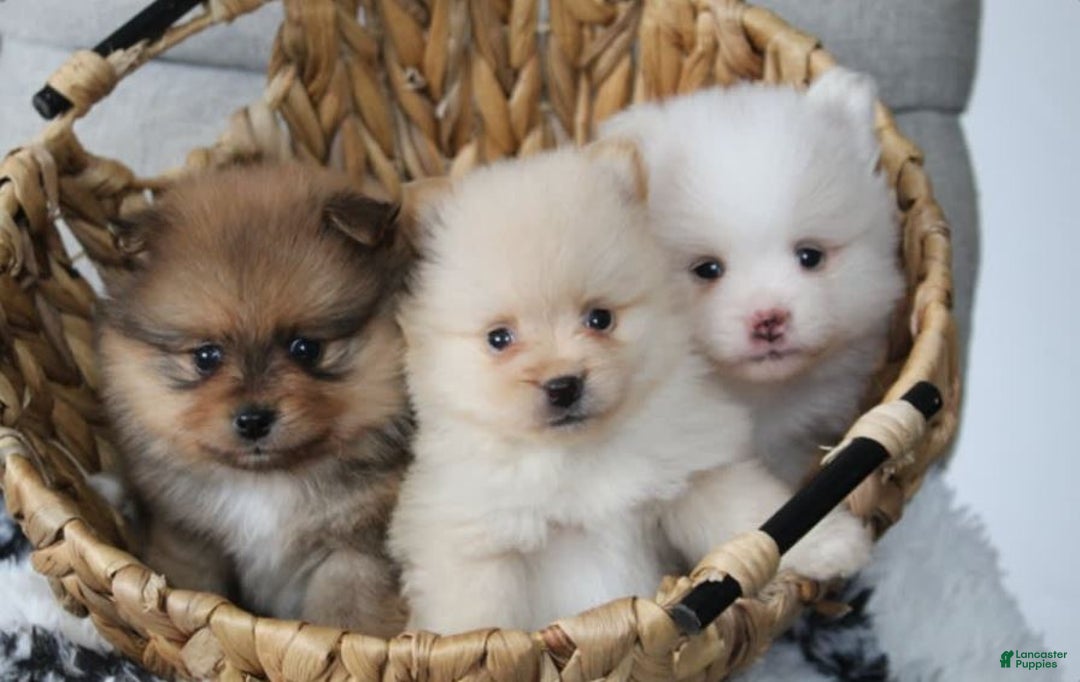 Sycamore Run Puppies