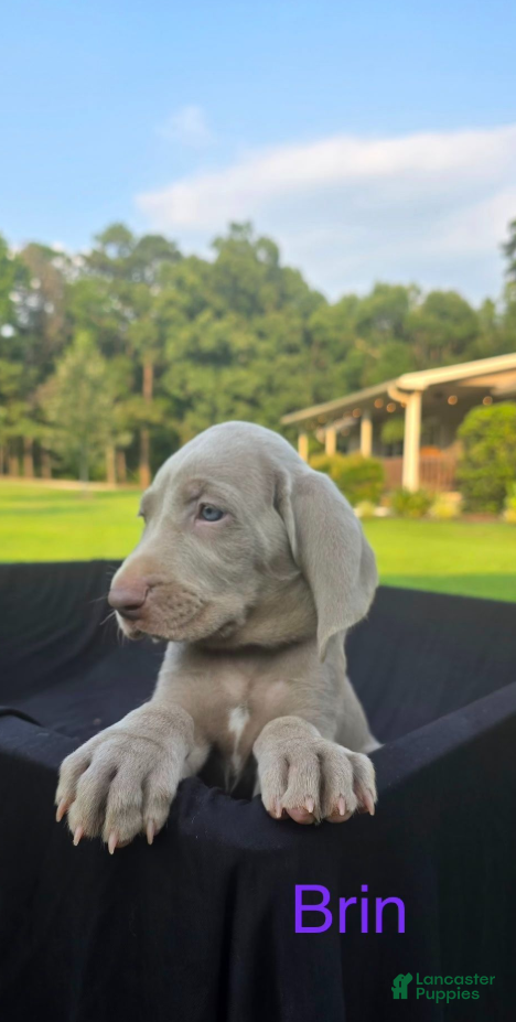 Weimaraner dogs Brin - Ad 1