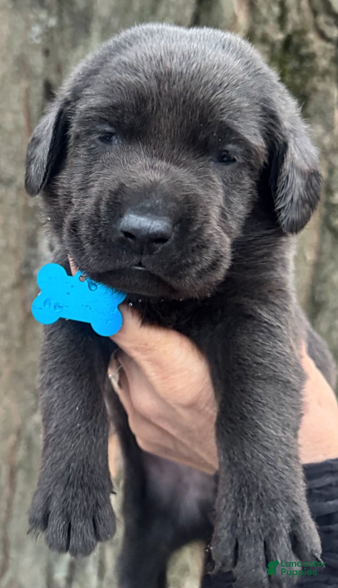 Labrador Retriever dogs for sale: Labrador Retriever Puppy 1 - Ad 10