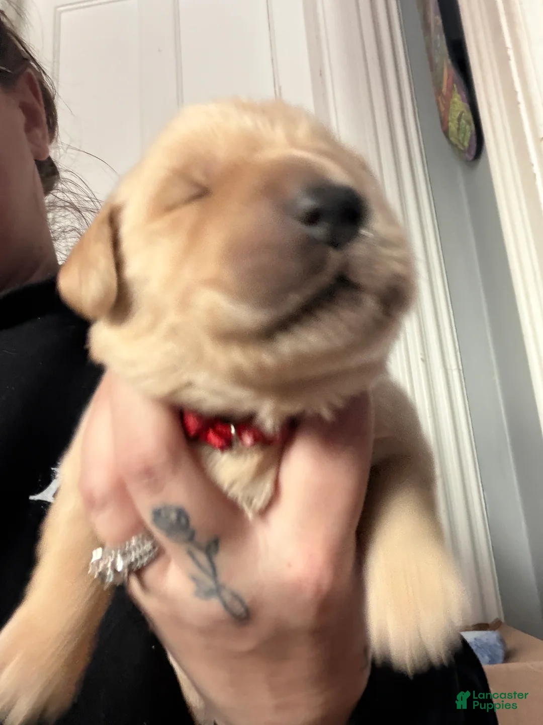 Golden Retriever dogs for sale: Golden Retriever Puppy 1 Red - Ad 1