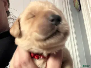 Golden Retriever dogs Golden Retriever Puppy 1 Red - Ad 5