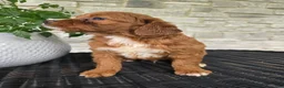 Mini Goldendoodle dogs for sale: Mini Goldendoodle Puppy 5 - Ad 6