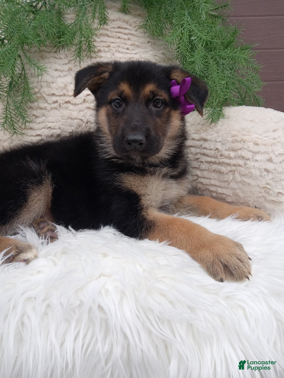 German Shepherd dogs for sale: Annie - Ad 4