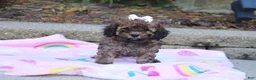 Cavapoo dogs for sale: Rudy - Ad 5