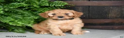 Cavapoo dogs for sale: Pepper - Ad 4