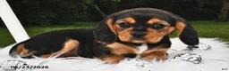 Beaglier dogs for sale: Casper - Ad 3