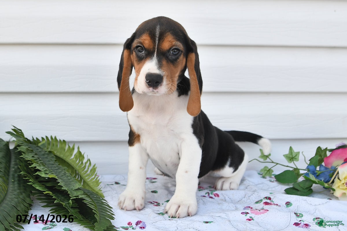 Beagle dogs Theo - Ad 2
