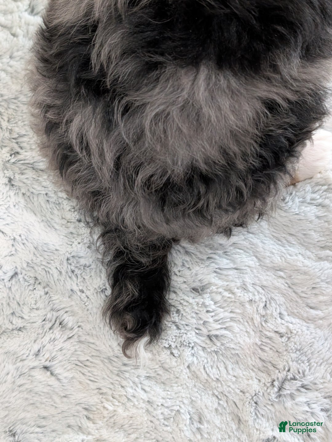 Mini Bernedoodle dogs for sale: Mini Dusty  - Ad 12