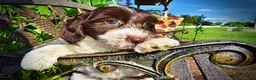 Havapoo dogs for sale: Bubbles - Ad 4