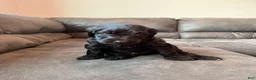 Double Doodle dogs for sale:  Amethyst - Ad 11