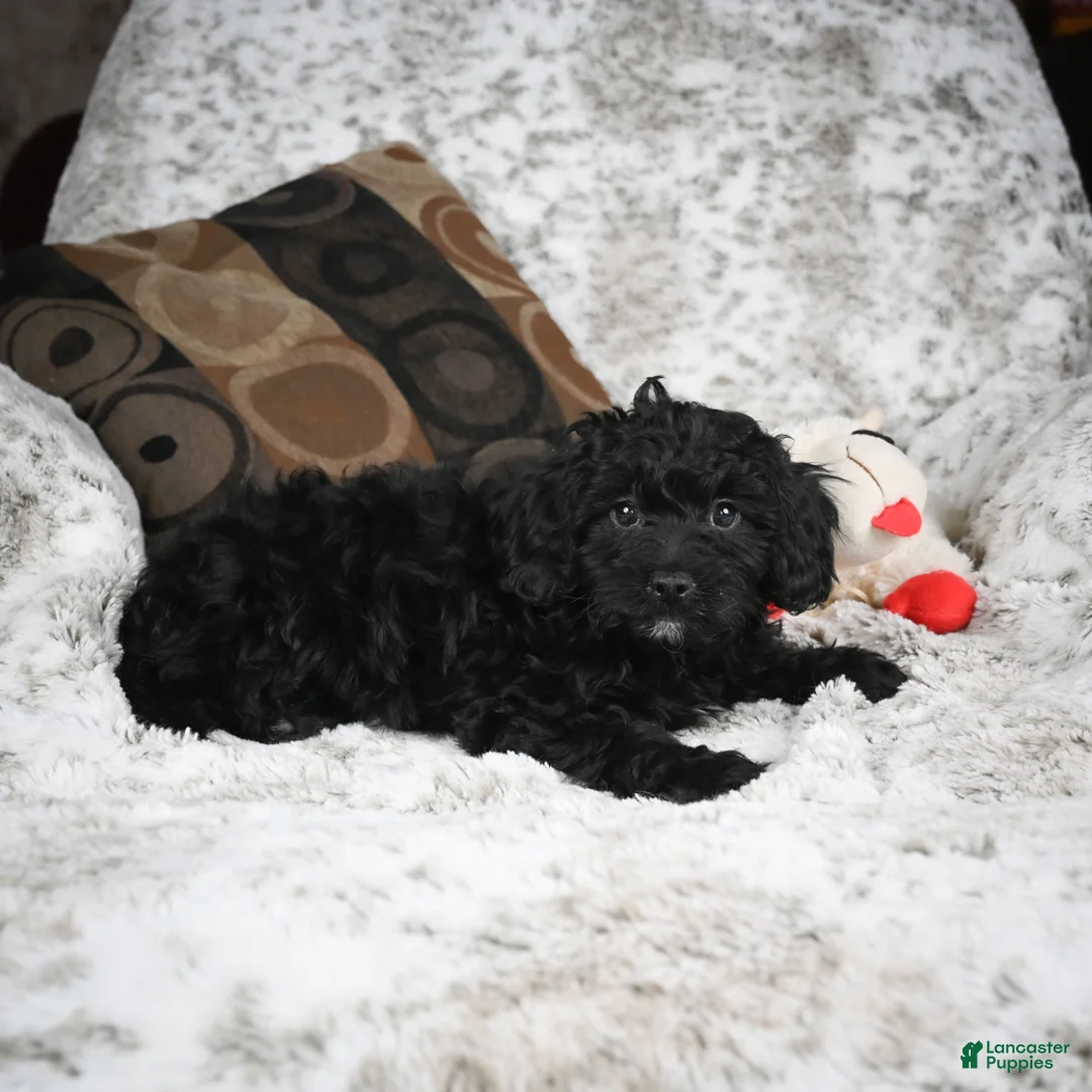 Cavapoo dogs for sale: Sandy - Ad 9