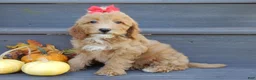 Mini Goldendoodle dogs for sale: Izzy - Ad 1