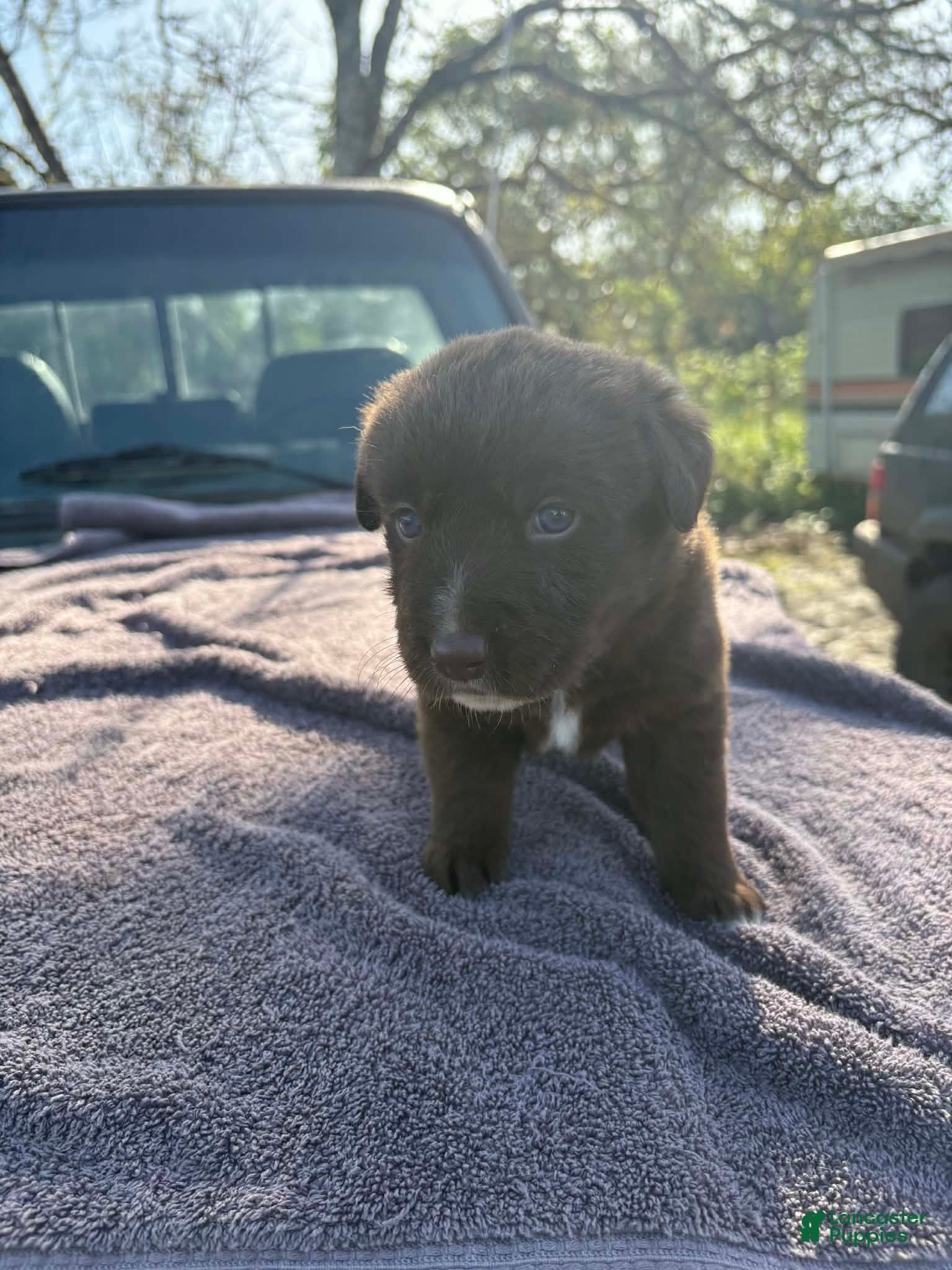 Mixed Breed dogs Mixed Breed Puppy 3 - Ad 3