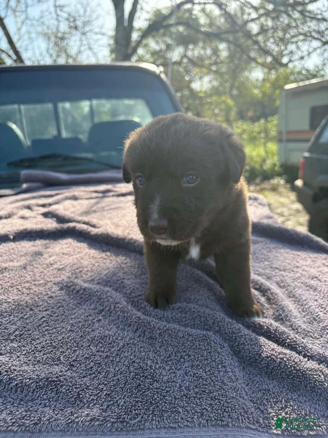 Mixed Breed dogs for sale: Mixed Breed Puppy 3 - Ad 1