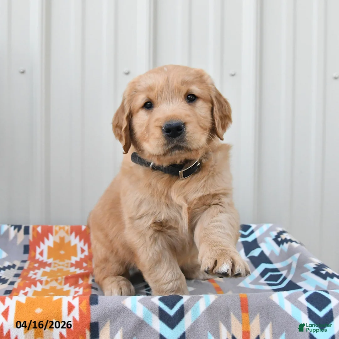 Golden Retriever dogs for sale: Gus - Ad 1