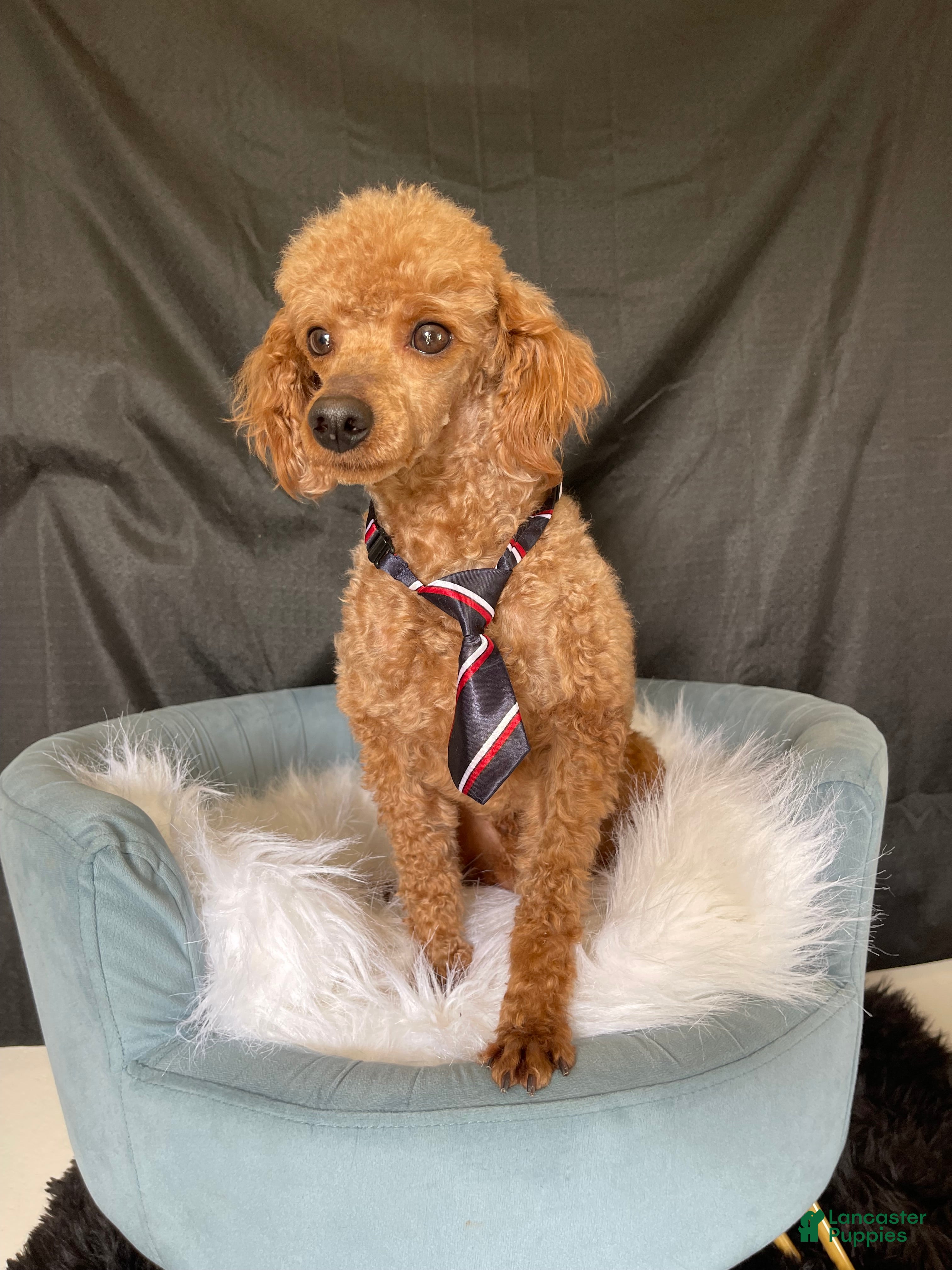 Miniature Poodle dogs Akc Clear 🧬 including IVDD Proven Red Boy - Ad 1