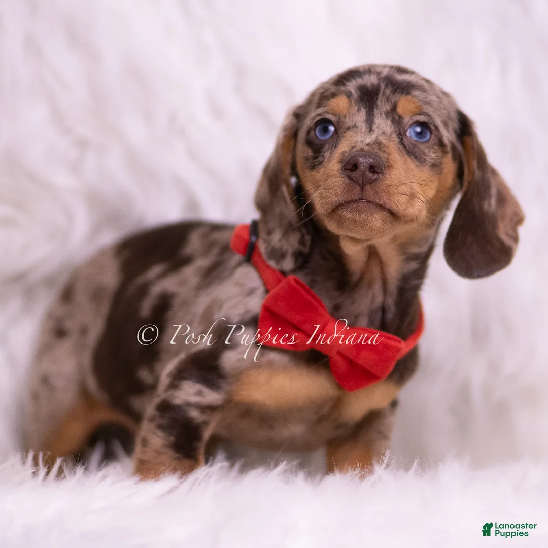 Miniature Dachshund dogs for sale: Starboy - Ad 2