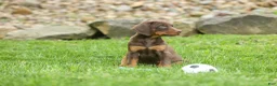 Doberman Pinscher dogs for sale: Dash (Red Rust) 🐶 - Ad 8