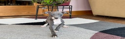 Italian Greyhound dogs for sale: Kk - Ad 23
